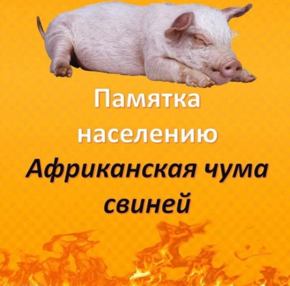 Памятка по профилактике африканской чумы свиней для жителей Омской области. Памятка по профилактике африканской чумы свиней для жителей Омской области.