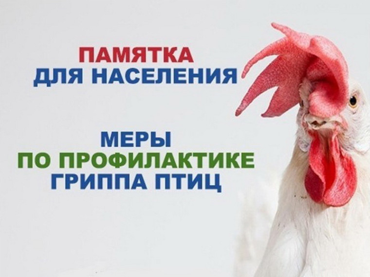 Памятка по предотвращению распространения гриппа птиц на территории Омской области. Памятка по предотвращению распространения гриппа птиц на территории Омской области.